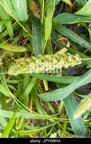 Attēlu rezultāti vaicājumam “Setaria viridis fruit”