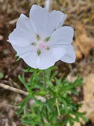 Image result for Malva moschata alba