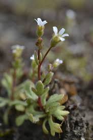 Attēlu rezultāti vaicājumam “Saxifraga tridactylites flower”