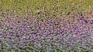 Attēlu rezultāti vaicājumam “Spirodela polyrhiza”