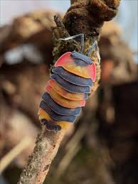 Attēlu rezultāti vaicājumam “Dienerella elongata”