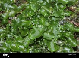 Attēlu rezultāti vaicājumam “Aneura pinguis”