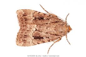 Attēlu rezultāti vaicājumam “Amphipyra”