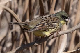 Image result for Emberiza spodocephala