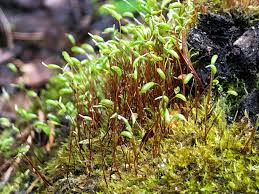 Attēlu rezultāti vaicājumam “Amblystegium serpens macro”