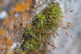 Attēlu rezultāti vaicājumam “Pottiales”