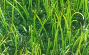 Attēlu rezultāti vaicājumam “Phaeoceros laevis subsp. carolinianus”