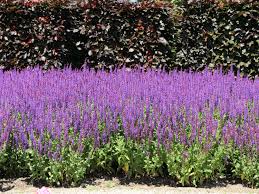 Image result for Salbei