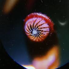 Attēlu rezultāti vaicājumam “Pogonatum dentatum macro”