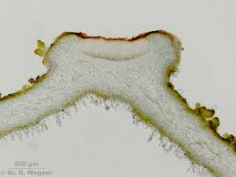 Attēlu rezultāti vaicājumam “Leptogium saturninum”