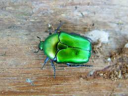 Attēlu rezultāti vaicājumam “Potosia cuprea”