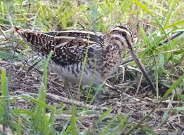 Image result for England Staffordshire Birding Club