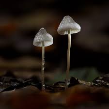 Attēlu rezultāti vaicājumam “Mycena abramsii”