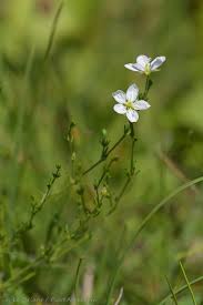 Attēlu rezultāti vaicājumam “Sagina nodosa”
