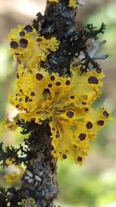 Attēlu rezultāti vaicājumam “Junghuhnia pseudozilingiana”