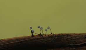 Attēlu rezultāti vaicājumam “Physarum alexandrowiczii sessile”