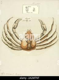 Image result for Hyas araneus