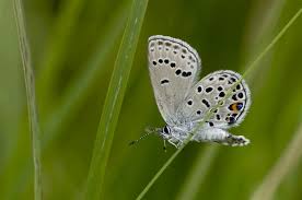 Attēlu rezultāti vaicājumam “Vacciniina optilete”