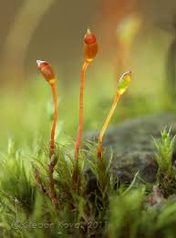 Attēlu rezultāti vaicājumam “Dicranella schreberiana sporophyte”