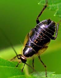 Attēlu rezultāti vaicājumam “Ectobius sylvestris”