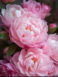 Attēlu rezultāti vaicājumam “Paeoniaceae”