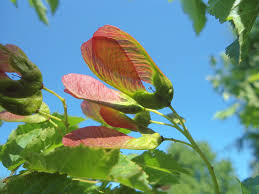 Attēlu rezultāti vaicājumam “Acer tataricum fruit”