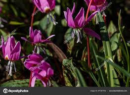 Attēlu rezultāti vaicājumam “Erythronium sibiricum”