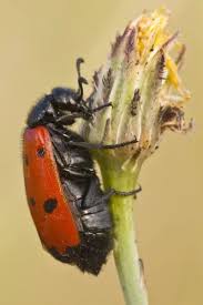 Attēlu rezultāti vaicājumam “Clytra quadripunctata”