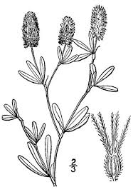 Attēlu rezultāti vaicājumam “Trifolium arvense fruit”