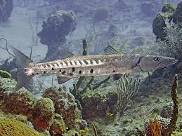 Image result for Sphyraena barracuda