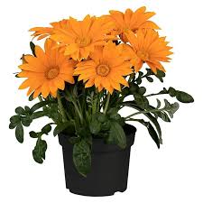 Image result for Gazanien