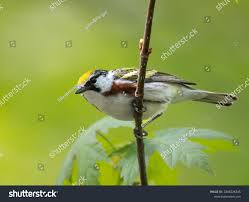 Image result for Dendroica pensylvanica