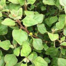 Image result for Neuseeländer Salat