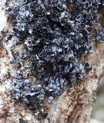 Attēlu rezultāti vaicājumam “Badhamia capsulifera var. arborea macro”