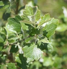 Attēlu rezultāti vaicājumam “Populus x canescens”