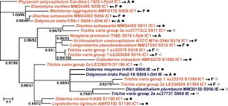 Attēlu rezultāti vaicājumam “Trichia varia sessile”