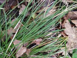 Attēlu rezultāti vaicājumam “Carex sylvatica”