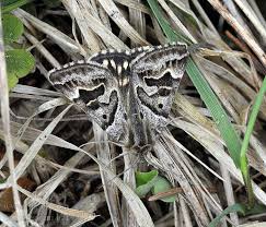 Attēlu rezultāti vaicājumam “Callistege mi”