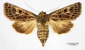 Attēlu rezultāti vaicājumam “Tholera decimalis”