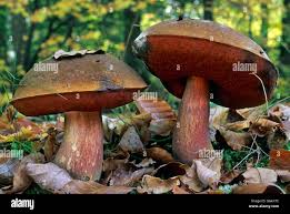 Attēlu rezultāti vaicājumam “Scardia boletella exuvia”