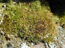 Attēlu rezultāti vaicājumam “Rhabdoweisia fugax”