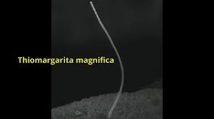 Attēlu rezultāti vaicājumam “Tubifera magna macro”