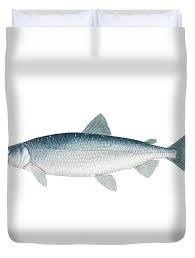 Image result for Coregonus artedi