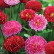 Image result for Bellis perennis