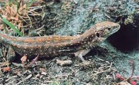 Attēlu rezultāti vaicājumam “Lacerta agilis female”