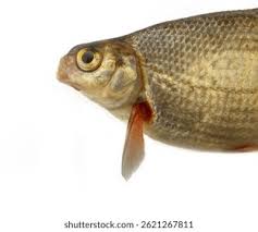 Image result for Blicca bjoerkna