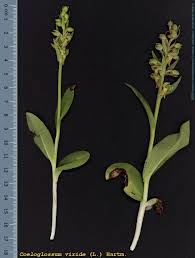 Attēlu rezultāti vaicājumam “Coeloglossum viride”