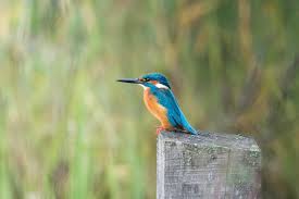 Attēlu rezultāti vaicājumam “Alcedo atthis”