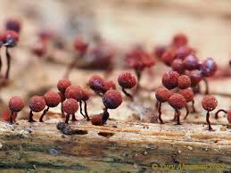 Attēlu rezultāti vaicājumam “Cribraria purpurea macro”