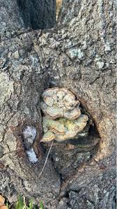 Attēlu rezultāti vaicājumam “Ophiostoma polyporicola”